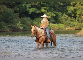Caballo cuarto de milla, Caballo castrado, 6 años, 152 cm, Palomino