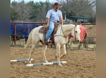 Caballo cuarto de milla, Caballo castrado, 6 años, 152 cm, Palomino