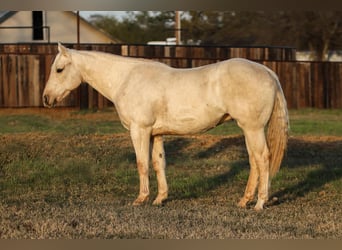 Caballo cuarto de milla, Caballo castrado, 6 años, 152 cm, Palomino