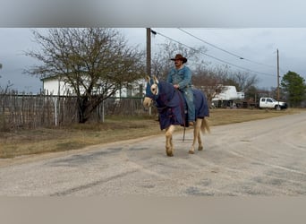 Caballo cuarto de milla, Caballo castrado, 6 años, 152 cm, Palomino