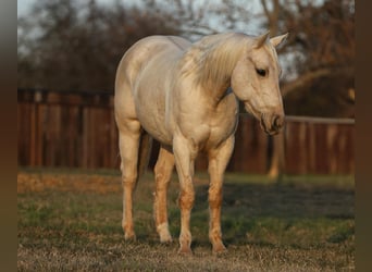 Caballo cuarto de milla, Caballo castrado, 6 años, 152 cm, Palomino