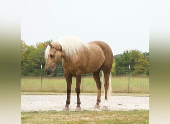 Caballo cuarto de milla, Caballo castrado, 6 años, 152 cm, Palomino