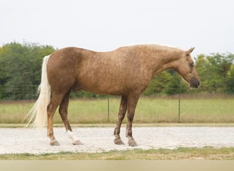 Caballo cuarto de milla, Caballo castrado, 6 años, 152 cm, Palomino