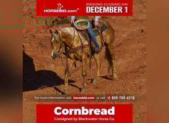 Caballo cuarto de milla, Caballo castrado, 6 años, 152 cm, Palomino