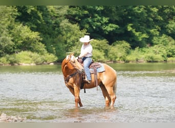 Caballo cuarto de milla, Caballo castrado, 6 años, 152 cm, Palomino