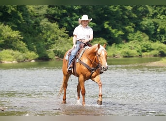Caballo cuarto de milla, Caballo castrado, 6 años, 152 cm, Palomino