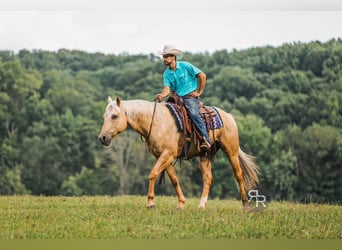 Caballo cuarto de milla, Caballo castrado, 6 años, 152 cm, Palomino