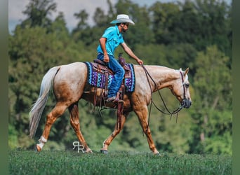 Caballo cuarto de milla, Caballo castrado, 6 años, 152 cm, Palomino