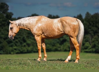Caballo cuarto de milla, Caballo castrado, 6 años, 152 cm, Palomino