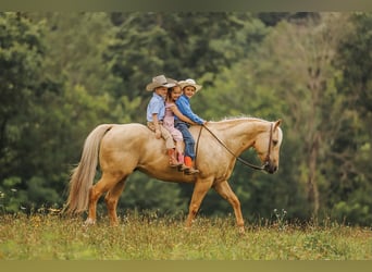 Caballo cuarto de milla, Caballo castrado, 6 años, 152 cm, Palomino