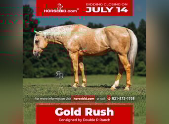 Caballo cuarto de milla, Caballo castrado, 6 años, 152 cm, Palomino