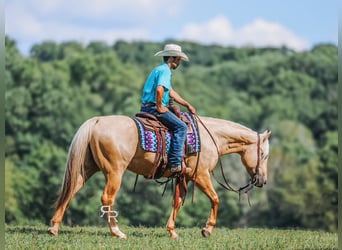 Caballo cuarto de milla, Caballo castrado, 6 años, 152 cm, Palomino
