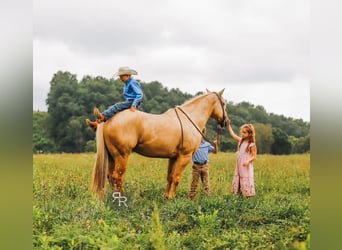 Caballo cuarto de milla, Caballo castrado, 6 años, 152 cm, Palomino