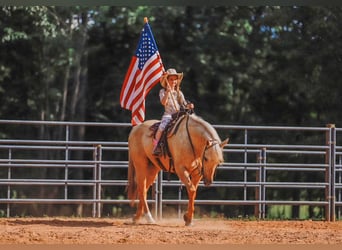 Caballo cuarto de milla, Caballo castrado, 6 años, 152 cm, Palomino