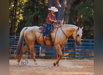 Caballo cuarto de milla, Caballo castrado, 6 años, 152 cm, Palomino