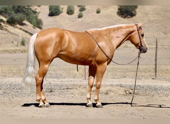 Caballo cuarto de milla, Caballo castrado, 6 años, 152 cm, Palomino
