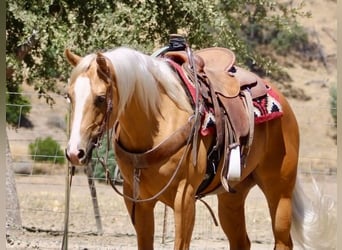 Caballo cuarto de milla, Caballo castrado, 6 años, 152 cm, Palomino