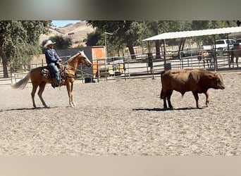 Caballo cuarto de milla, Caballo castrado, 6 años, 152 cm, Palomino