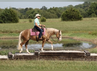 Caballo cuarto de milla, Caballo castrado, 6 años, 152 cm, Palomino