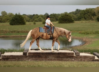 Caballo cuarto de milla, Caballo castrado, 6 años, 152 cm, Palomino