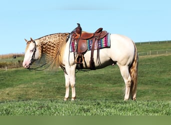 Caballo cuarto de milla, Caballo castrado, 6 años, 152 cm, Perlino