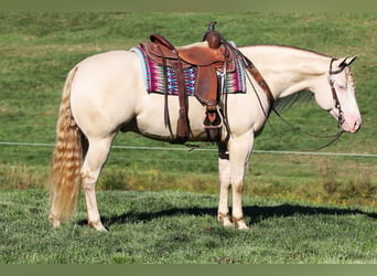 Caballo cuarto de milla, Caballo castrado, 6 años, 152 cm, Perlino