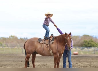 Caballo cuarto de milla, Caballo castrado, 6 años, 152 cm, Red Dun/Cervuno