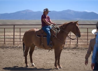 Caballo cuarto de milla, Caballo castrado, 6 años, 152 cm, Red Dun/Cervuno