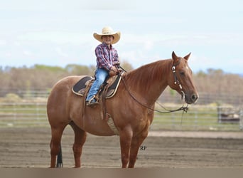 Caballo cuarto de milla, Caballo castrado, 6 años, 152 cm, Red Dun/Cervuno