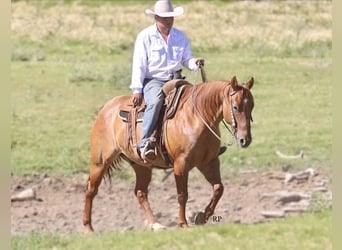 Caballo cuarto de milla, Caballo castrado, 6 años, 152 cm, Red Dun/Cervuno