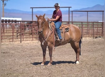 Caballo cuarto de milla, Caballo castrado, 6 años, 152 cm, Red Dun/Cervuno