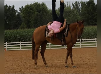 Caballo cuarto de milla, Caballo castrado, 6 años, 152 cm, Red Dun/Cervuno