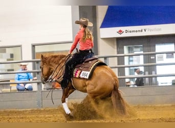 Caballo cuarto de milla, Caballo castrado, 6 años, 152 cm, Red Dun/Cervuno