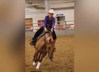 Caballo cuarto de milla, Caballo castrado, 6 años, 152 cm, Red Dun/Cervuno