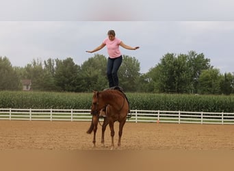 Caballo cuarto de milla, Caballo castrado, 6 años, 152 cm, Red Dun/Cervuno