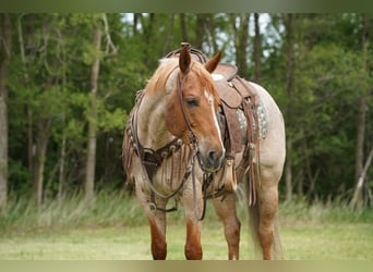Caballo cuarto de milla, Caballo castrado, 6 años, 152 cm, Ruano alazán