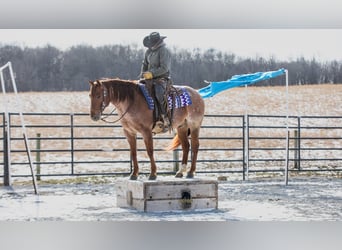 Caballo cuarto de milla, Caballo castrado, 6 años, 152 cm, Ruano alazán