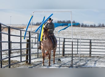 Caballo cuarto de milla, Caballo castrado, 6 años, 152 cm, Ruano alazán
