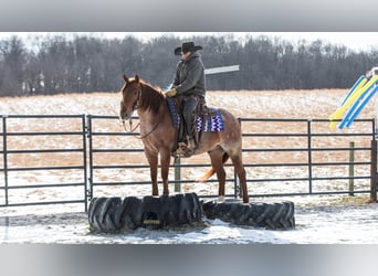 Caballo cuarto de milla, Caballo castrado, 6 años, 152 cm, Ruano alazán
