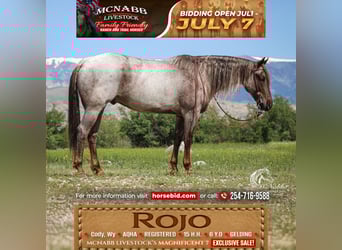 Caballo cuarto de milla, Caballo castrado, 6 años, 152 cm, Ruano alazán