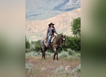 Caballo cuarto de milla, Caballo castrado, 6 años, 152 cm, Ruano alazán