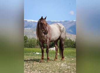 Caballo cuarto de milla, Caballo castrado, 6 años, 152 cm, Ruano alazán