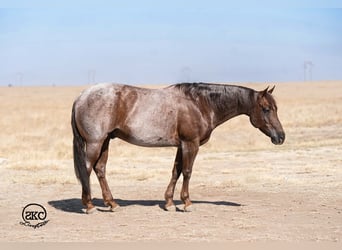 Caballo cuarto de milla, Caballo castrado, 6 años, 152 cm, Ruano alazán
