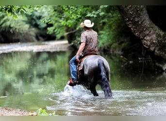 Caballo cuarto de milla, Caballo castrado, 6 años, 152 cm, Ruano azulado