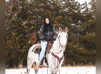 Caballo cuarto de milla, Caballo castrado, 6 años, 152 cm, Tordo