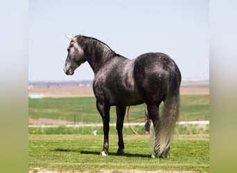 Caballo cuarto de milla, Caballo castrado, 6 años, 152 cm, Tordo