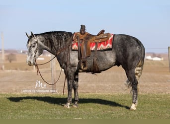 Caballo cuarto de milla, Caballo castrado, 6 años, 152 cm, Tordo