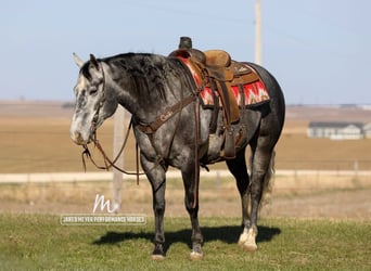 Caballo cuarto de milla, Caballo castrado, 6 años, 152 cm, Tordo