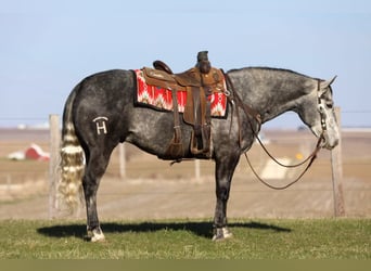 Caballo cuarto de milla, Caballo castrado, 6 años, 152 cm, Tordo
