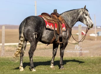Caballo cuarto de milla, Caballo castrado, 6 años, 152 cm, Tordo